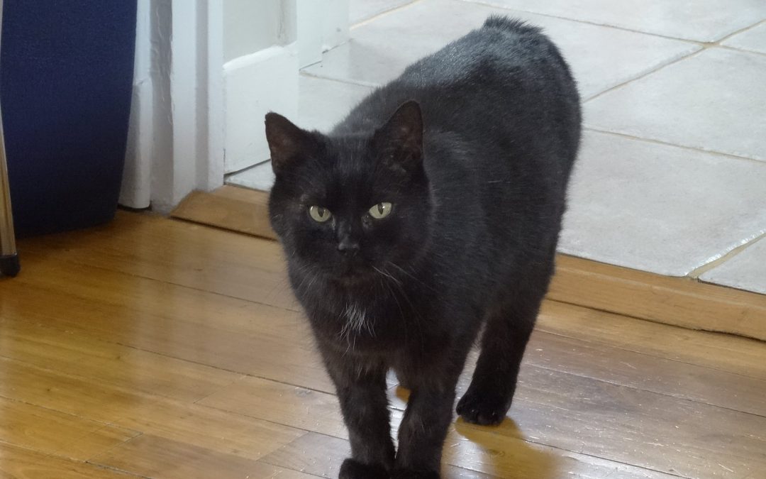 Une jolie adoption en ce vendredi
