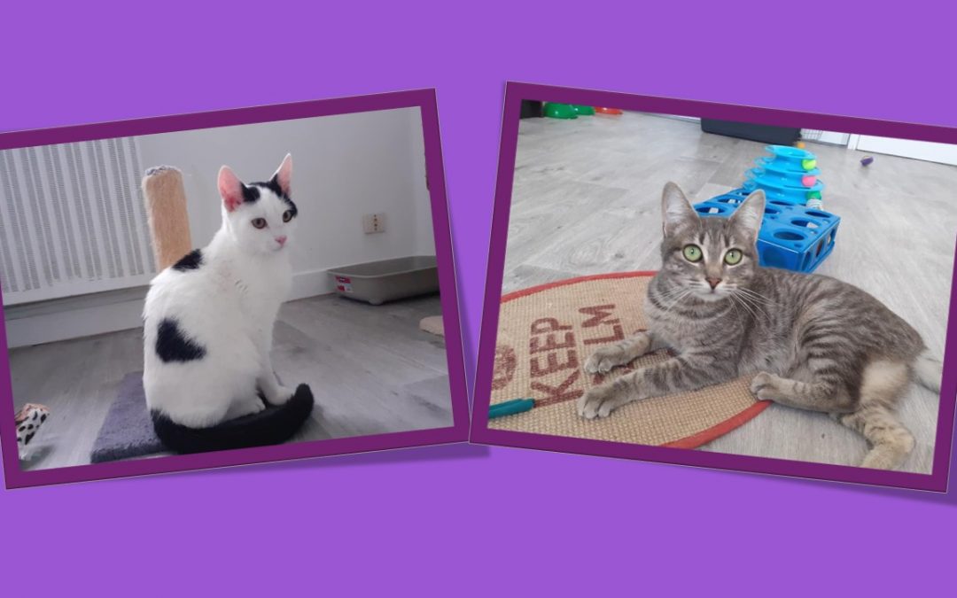 2 jolies adoptions en ce samedi