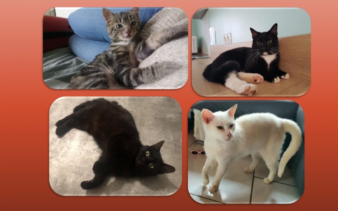 Un super samedi avec 4 adoptions !