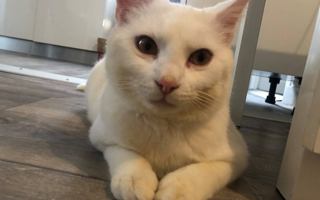 Une nouvelle boule de poils a rejoint sa famille pour la vie