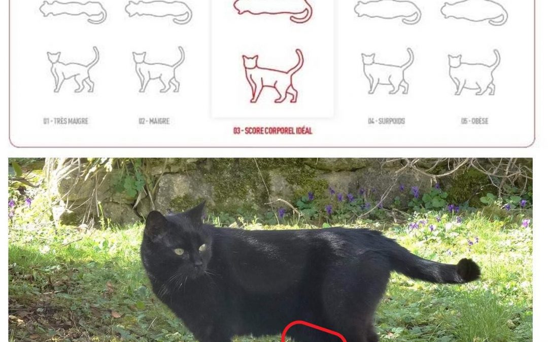 Votre chat a-t-il le poids idéal ?