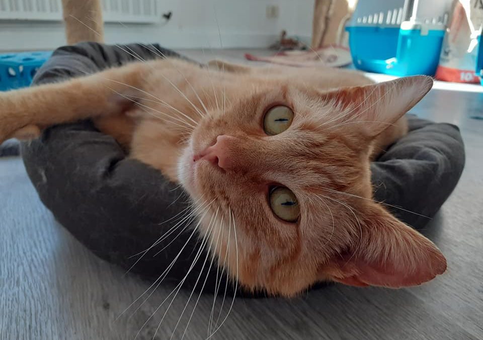 Une jolie adoption aujourd&rsquo;hui