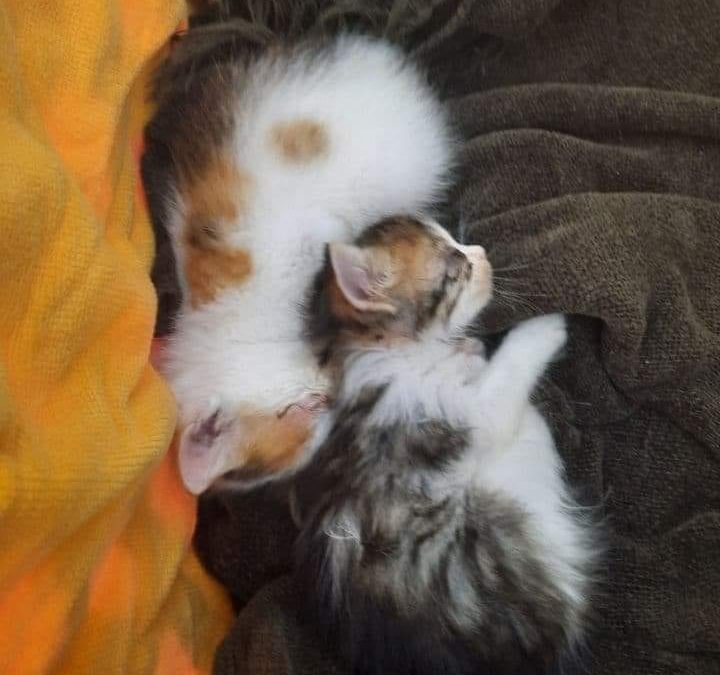 La saison des chatons est arrivée….. Hélas !!