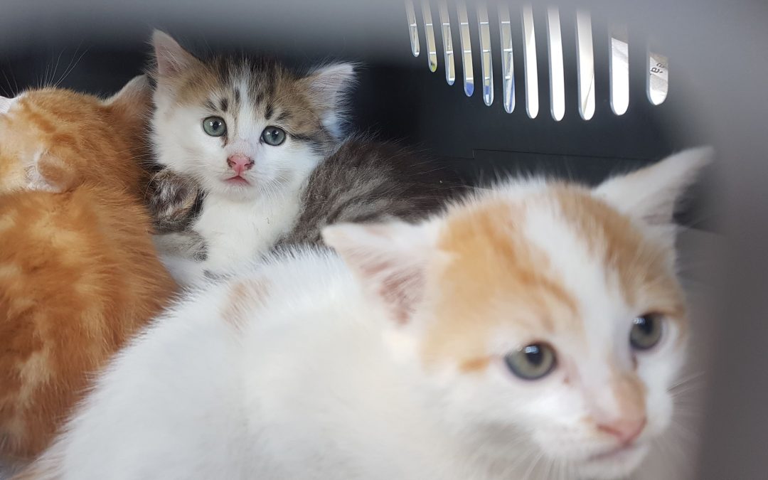 Ce sont 4 chatons qui ont rejoint l&rsquo;association aujourd&rsquo;hui