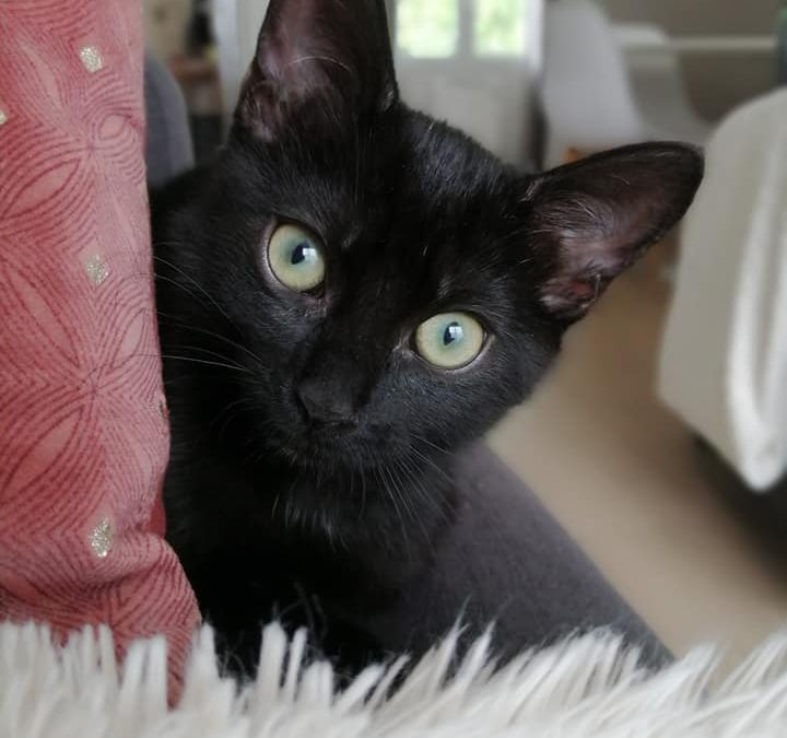 Le week-end se termine par une belle adoption