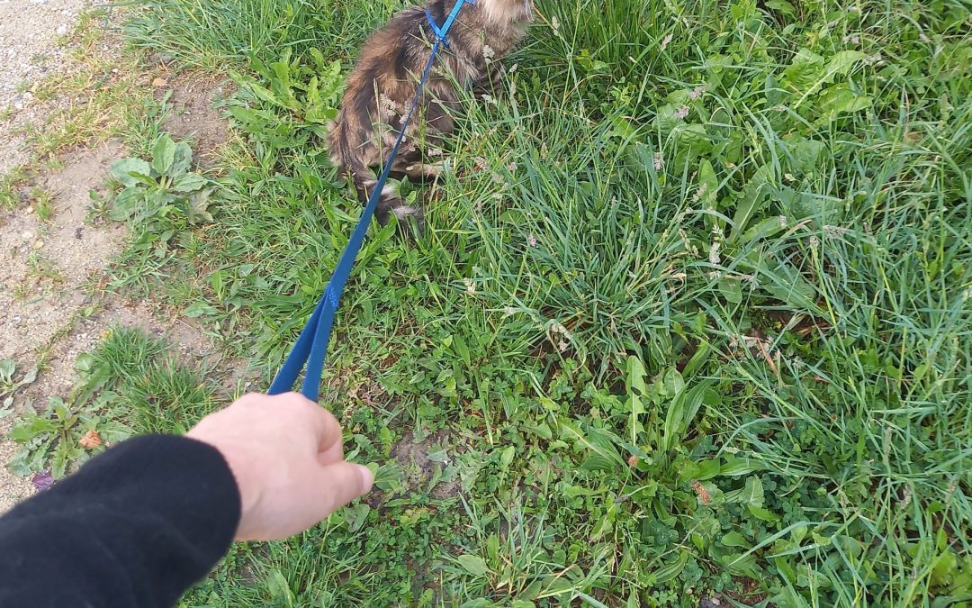 La journée mondiale contre l’abandon des animaux de compagnie.