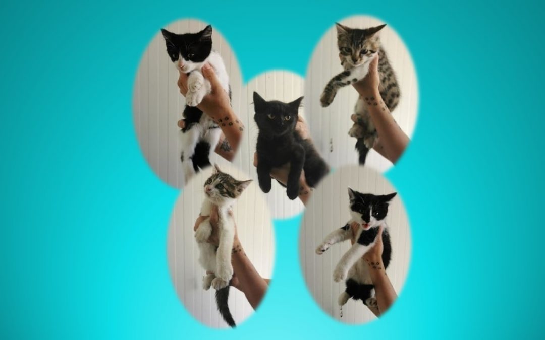Et voilà après la fourrière, ces 4 chatons et 1 chatonne sont maintenant devenus nos protégés