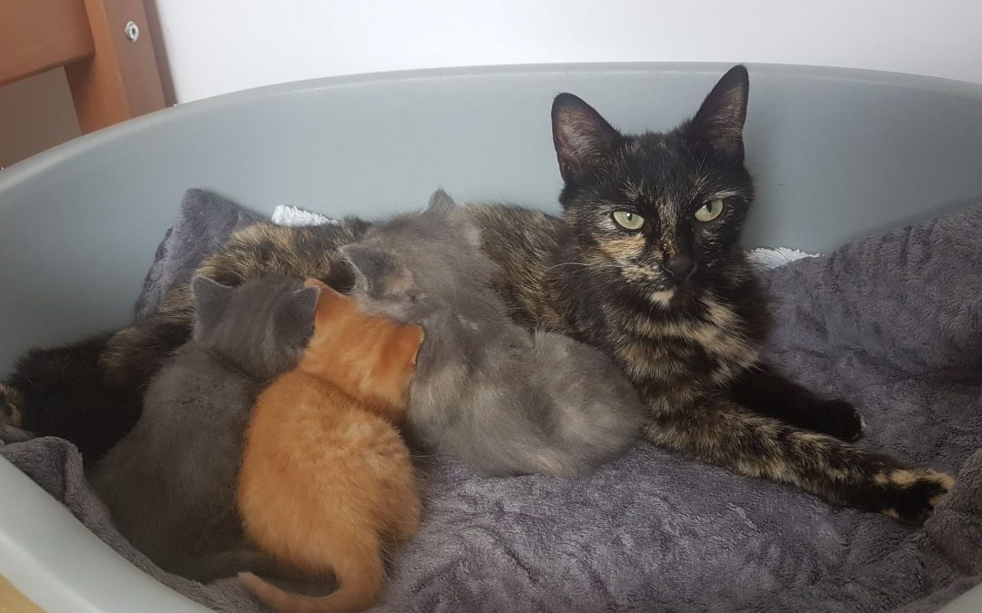 Des chatons avec leur maman mis au chaud à l&rsquo;associatioin suite à un SOS