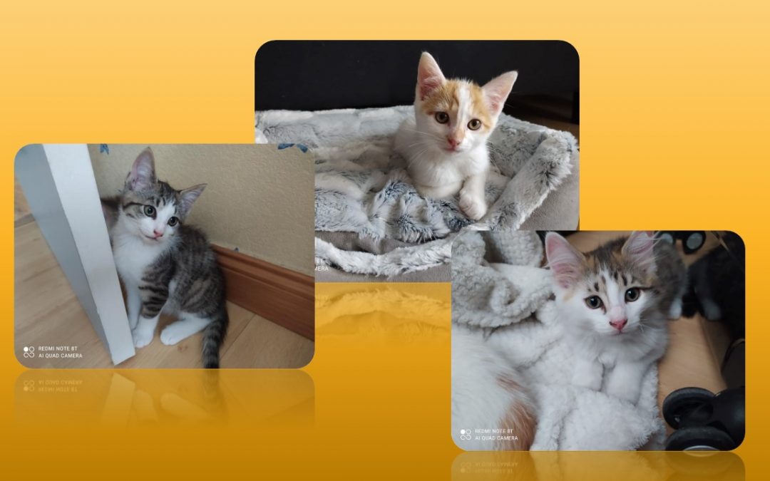 Nos 1er chatons sont adoptés
