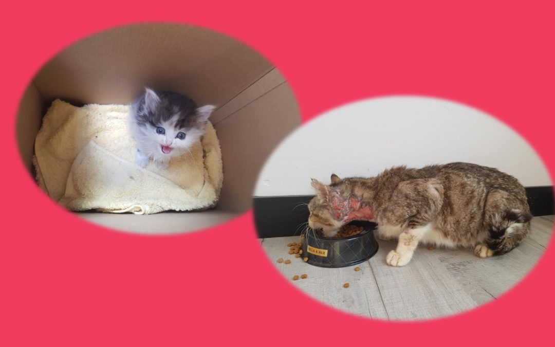 Aujourd&rsquo;hui l&rsquo;association a sorti 2 chats de la fourrière