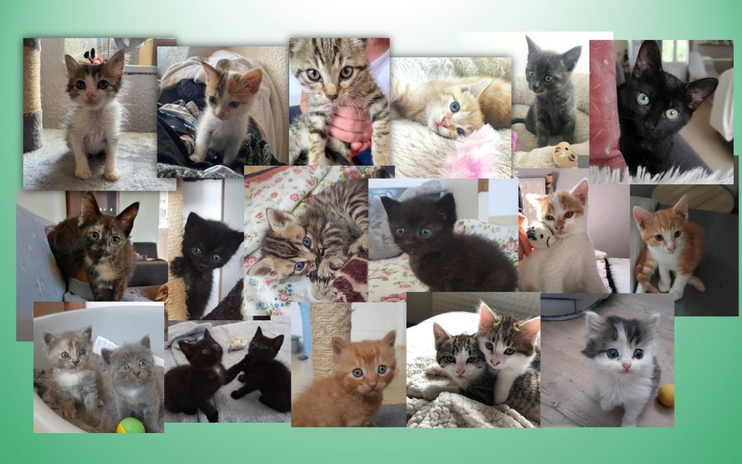 20 chatons ont été pris en charge en 3 semaines !