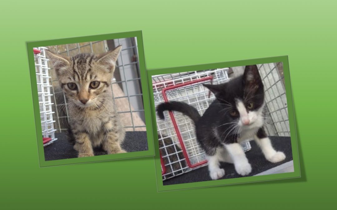 Et hop 2 nouveaux chatons vont être choyés par leur famille d&rsquo;accueil