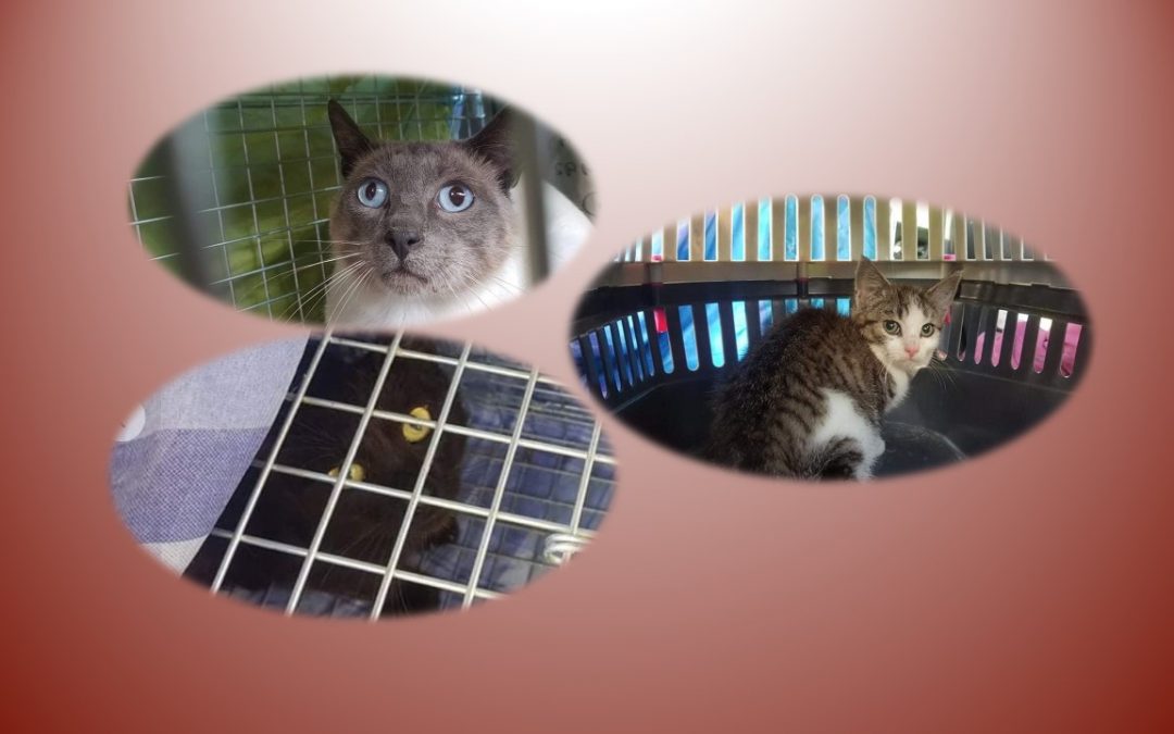 A Sansais : 2 mâles capturés pour stérilisation et 1 chaton pris en charge
