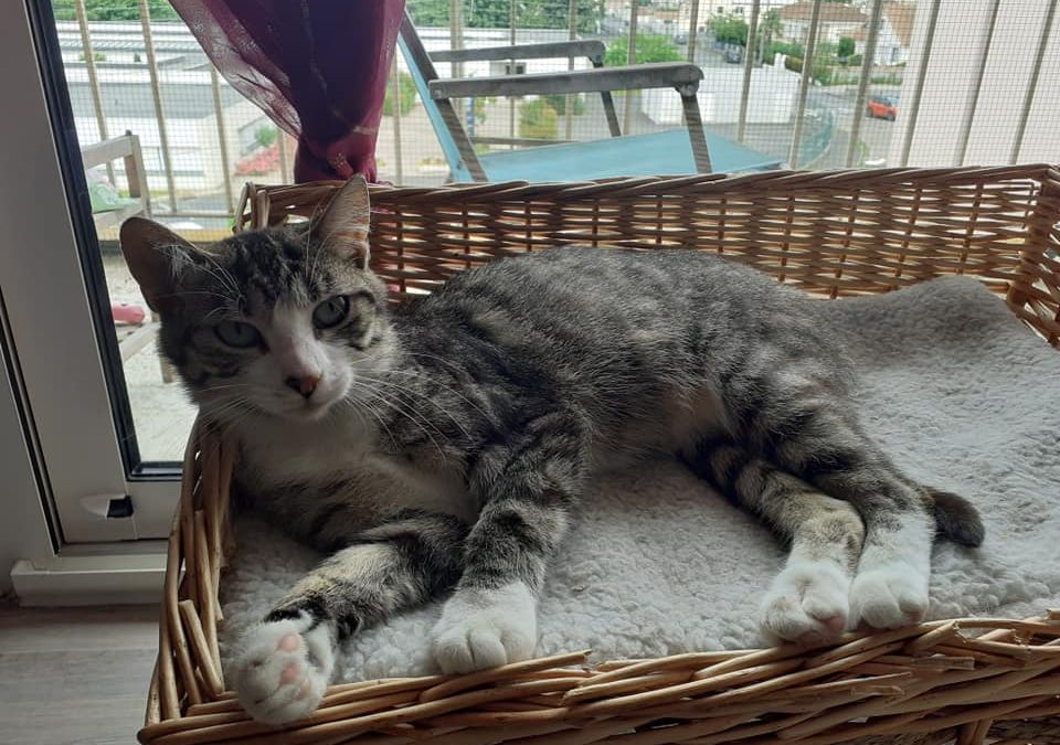 Aujourd&rsquo;hui une nouvelle boule de poils a rejoint sa famille pour la vie
