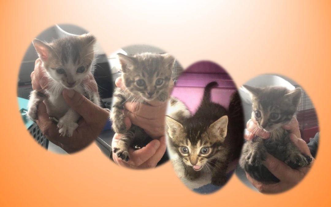 La semaine commence par l&rsquo;arrivée de 4 nouvelles petites boules de poils à l&rsquo;association