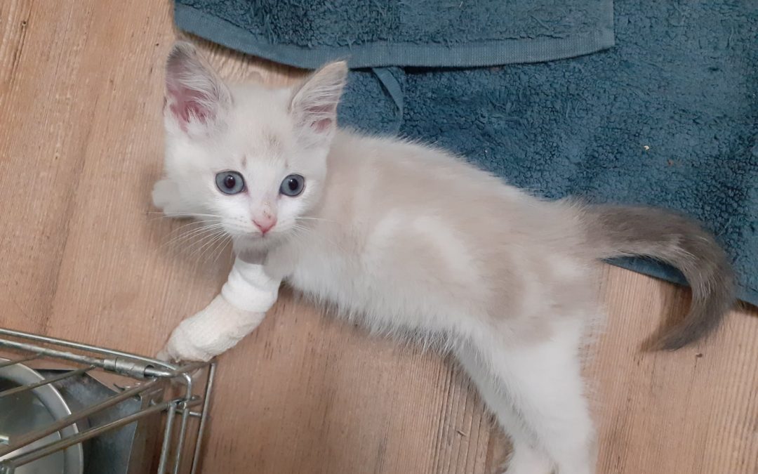 Des nouvelles d&rsquo;Aléna notre petite rescapée
