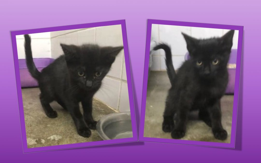 Deux nouvelles chatonnes sont sorties de la fourrière aujourd&rsquo;hui pour rejoindre l&rsquo;association
