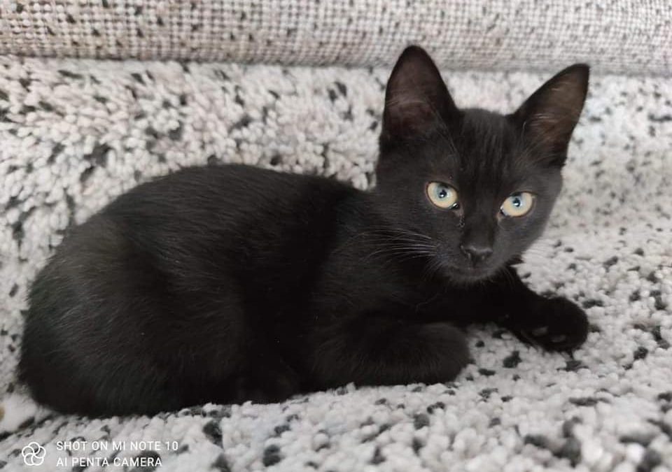 Aujourd&rsquo;hui une nouvelle petite boule de poils a rejoint sa famille pour la vie