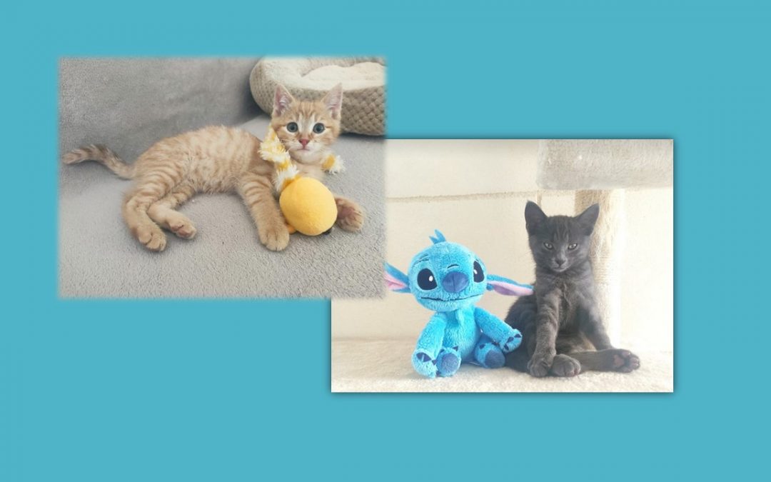Ce sont deux de nos protégés qui aujourd&rsquo;hui ont trouvé leur famille pour la vie