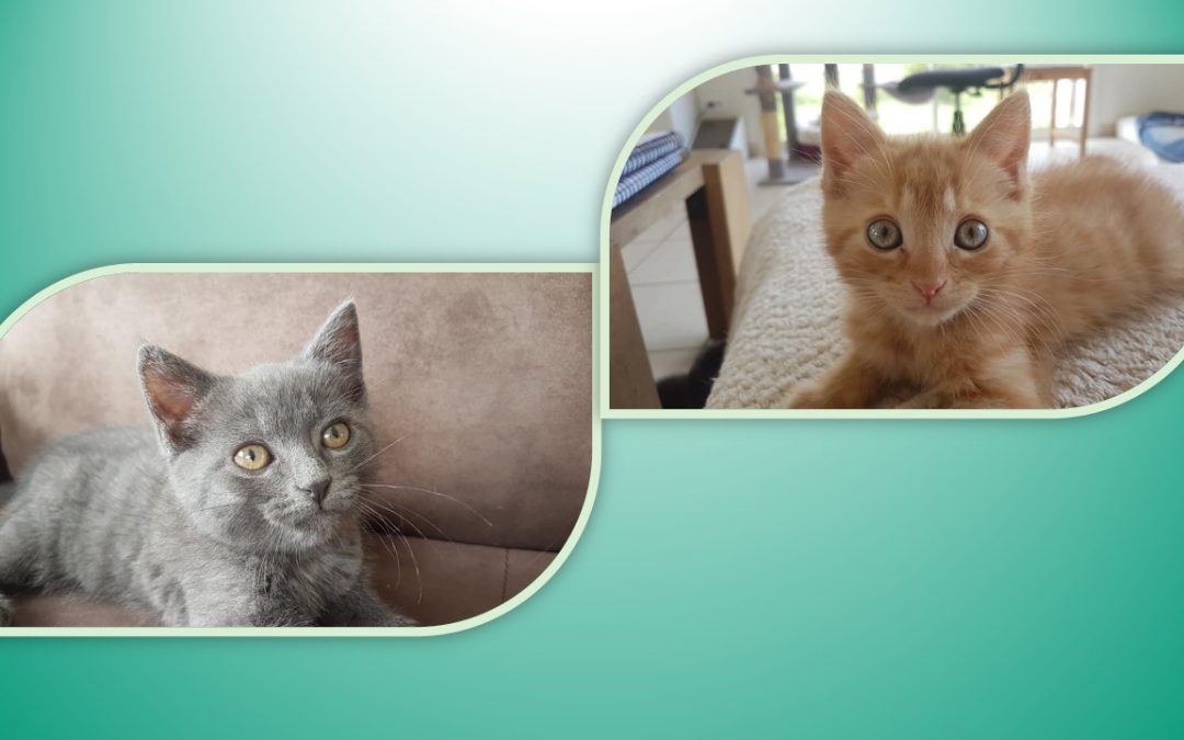 Le week-end se termine par deux belles adoptions
