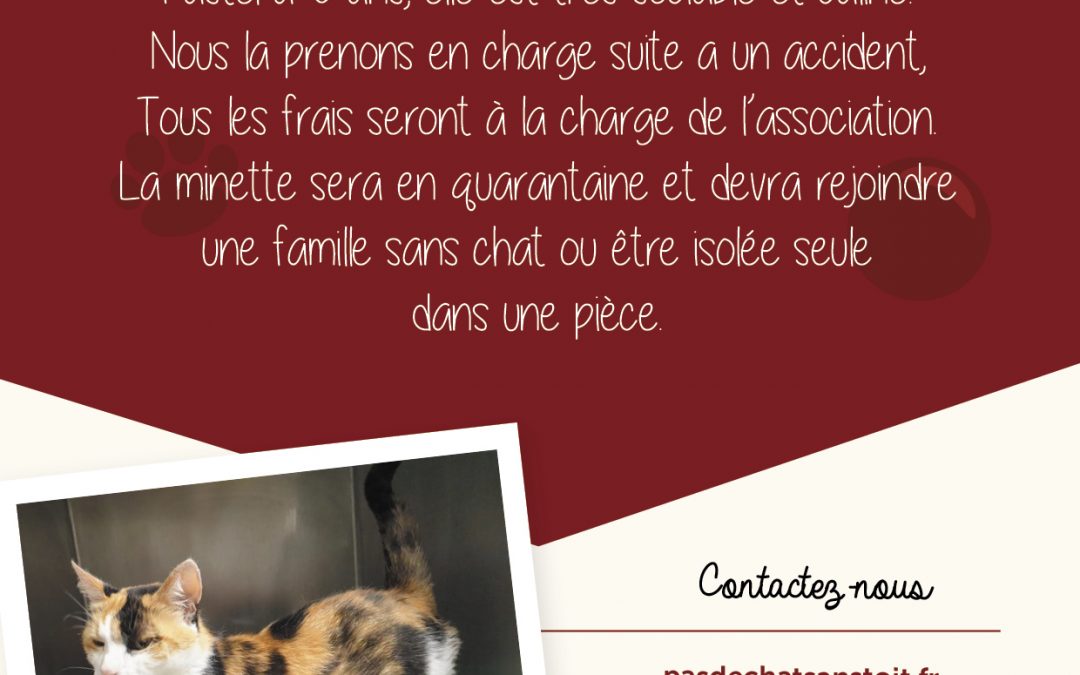 URGENT : recherchons famille d&rsquo;accueil pour une minette accidentée, région Sud Deux-Sèvres/Vendée, Nord Charente Maritime