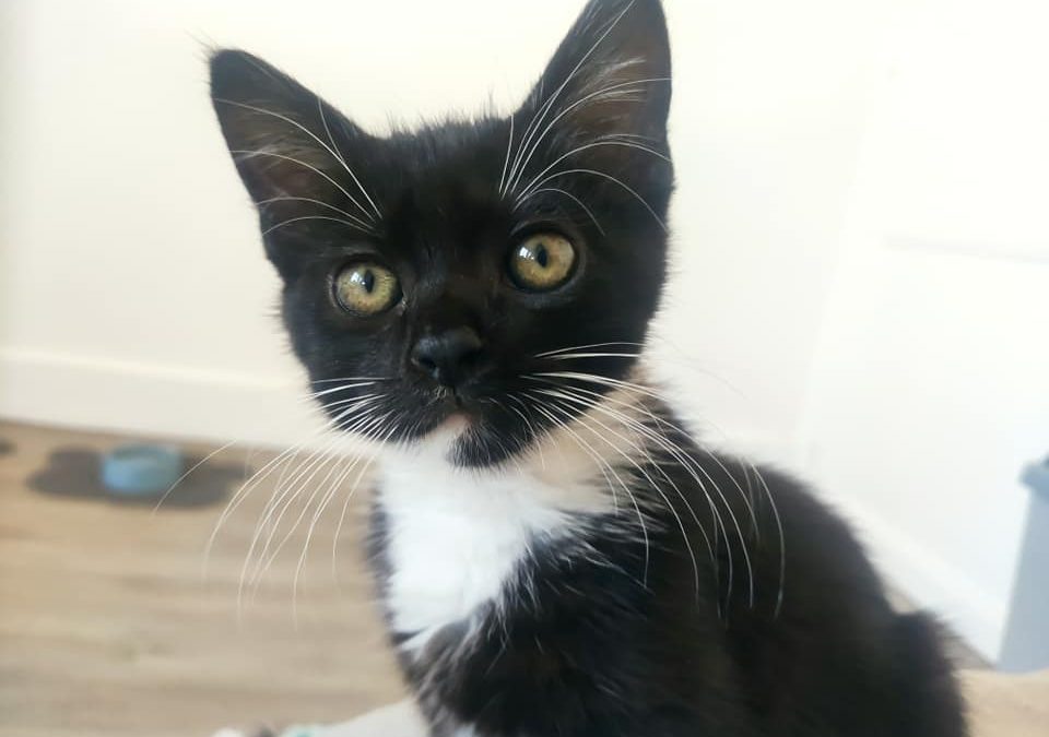 En ce samedi ensoleillé une petite boule de poils a rejoint sa famille pour la vie