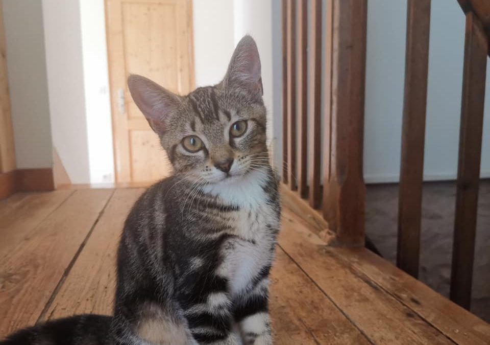 2ème adoption de la semaine !