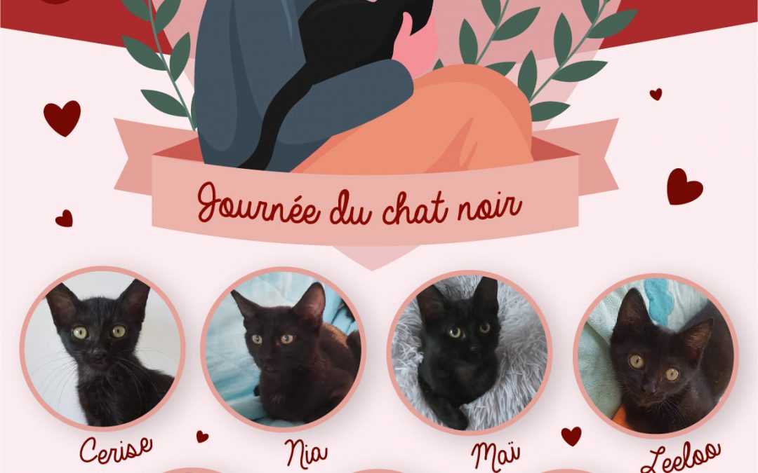 Aujourd&rsquo;hui, c&rsquo;est la journée du chat noir.