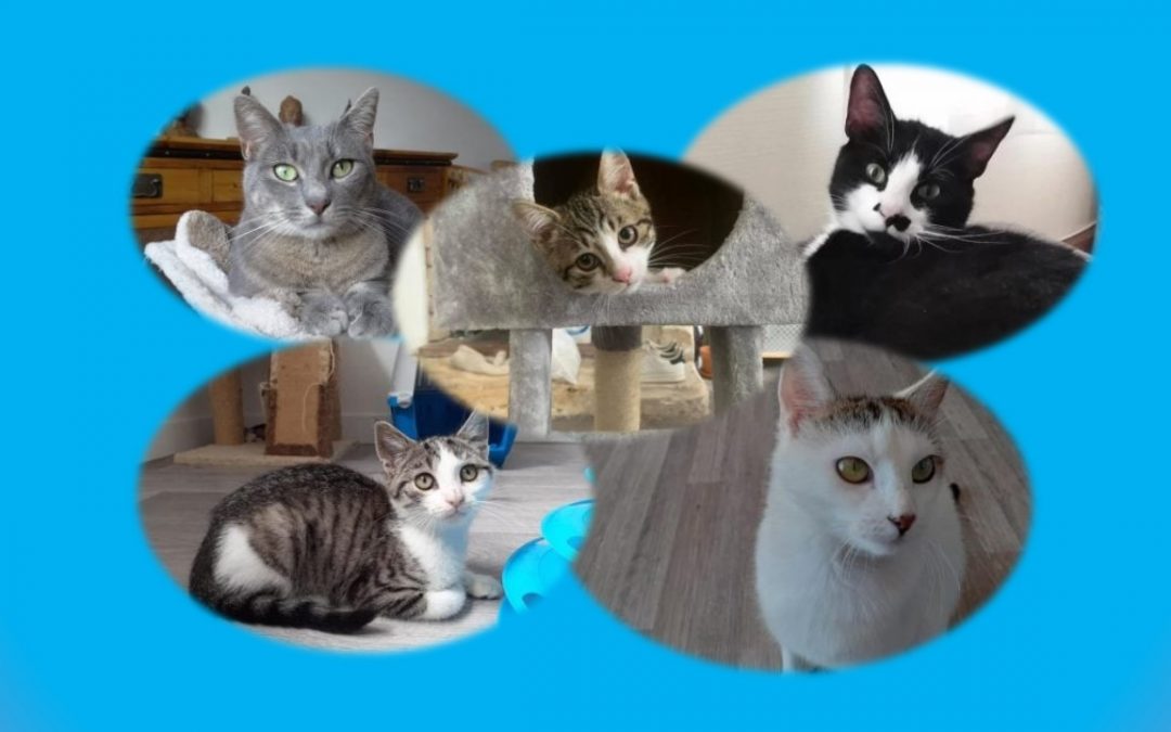 Aujourd&rsquo;hui journée internationale du chat
