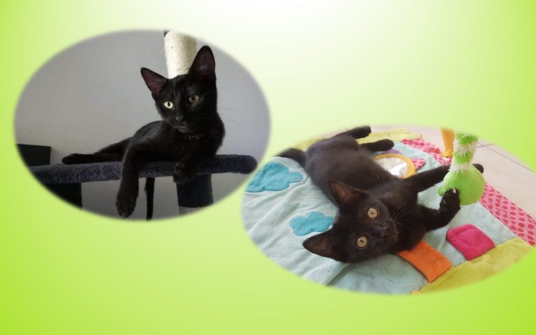Nos petites femelles noires ont la cote cette semaine !