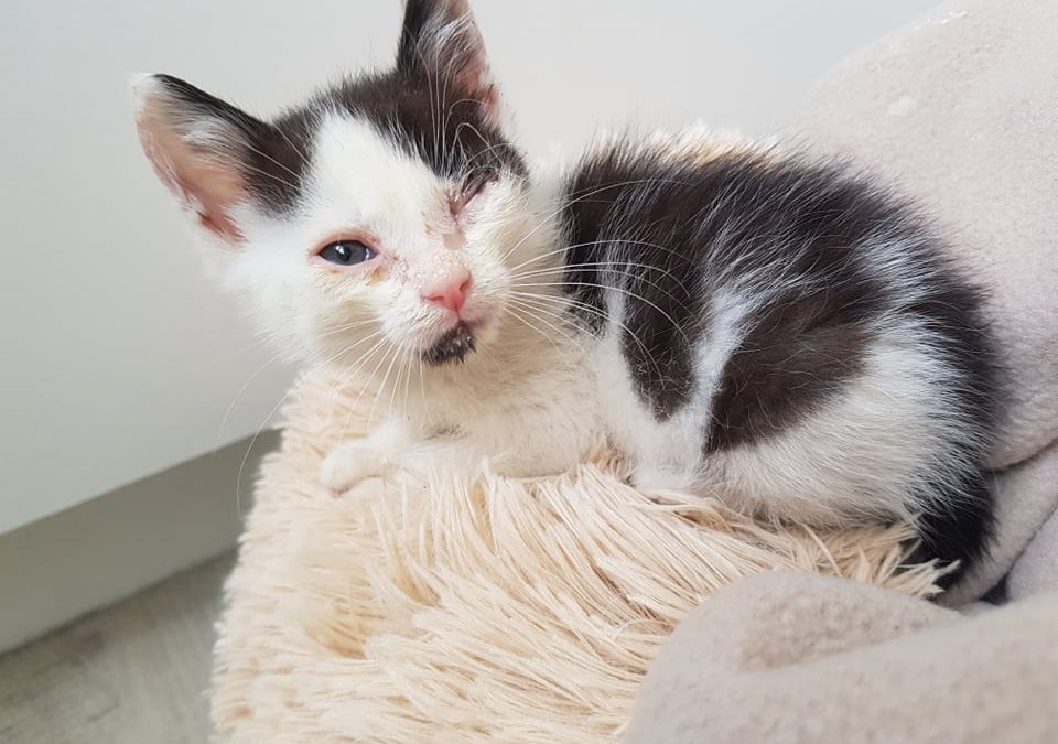 Une sortie en urgence d&rsquo;un chaton cet après-midi