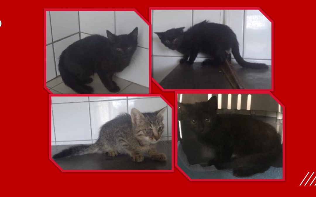 4 nouveaux chatons ont rejoint l&rsquo;association hier