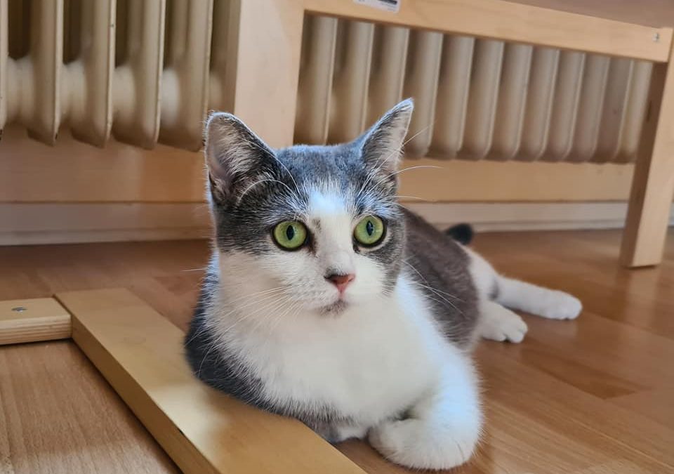 Une jolie adoption d&rsquo;une de nos boules de poils pour finir le week-end