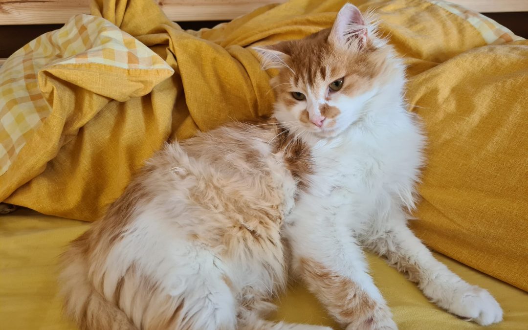 Une belle adoption en ce début de semaine