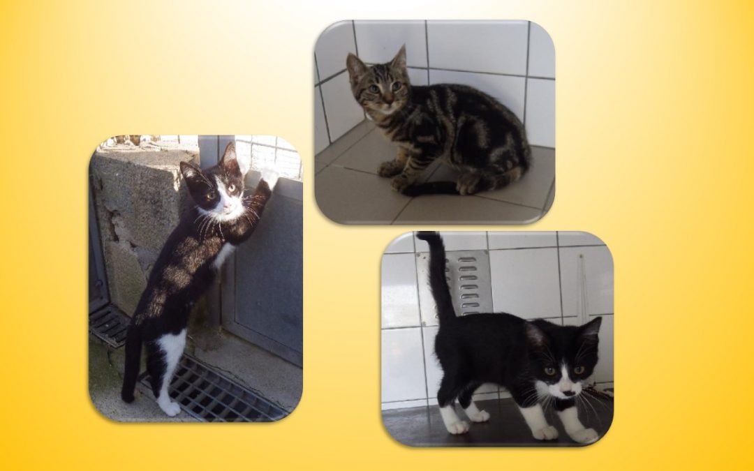 3 nouvelles boules de poils sont arrivées chez une de nos familles d&rsquo;accueil