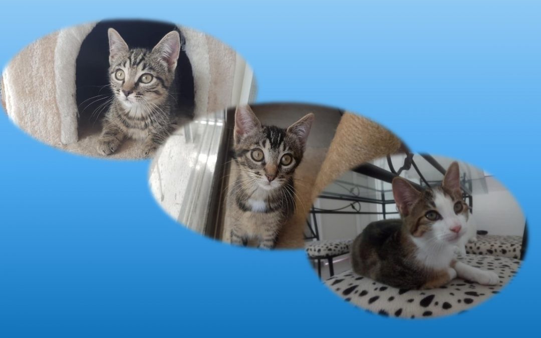 Ce matin pas moins de 3 boules de poils ont rejoint leur famille pour la vie !