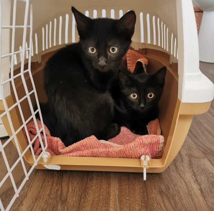 Deux nouvelles boules de poils sont arrivées aujourd&rsquo;hui à l&rsquo;association