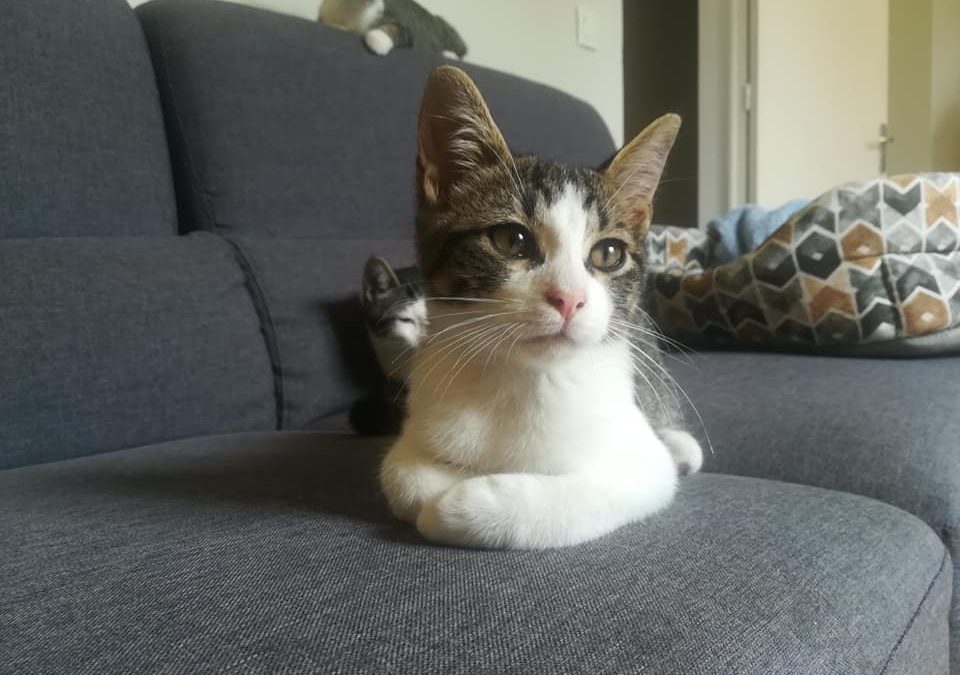 Et voilà première adoption de la semaine cet après-midi !