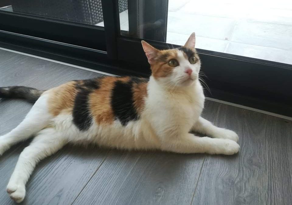 Une très jolie adoption hier vers La Rochelle