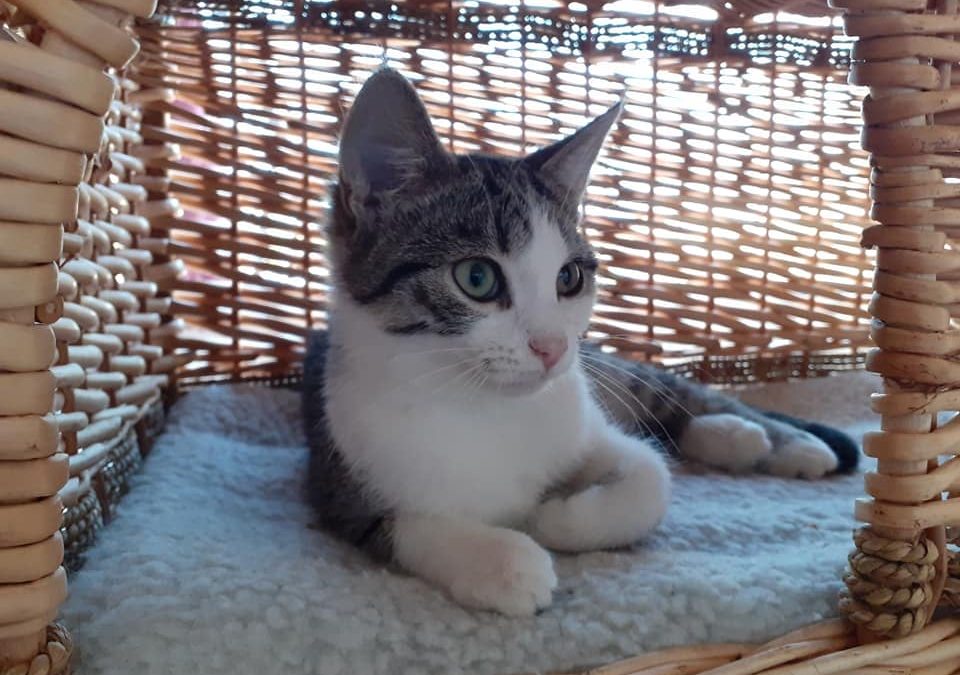 Et voilà aujourd&rsquo;hui c&rsquo;est la 3eme adoption de la semaine !
