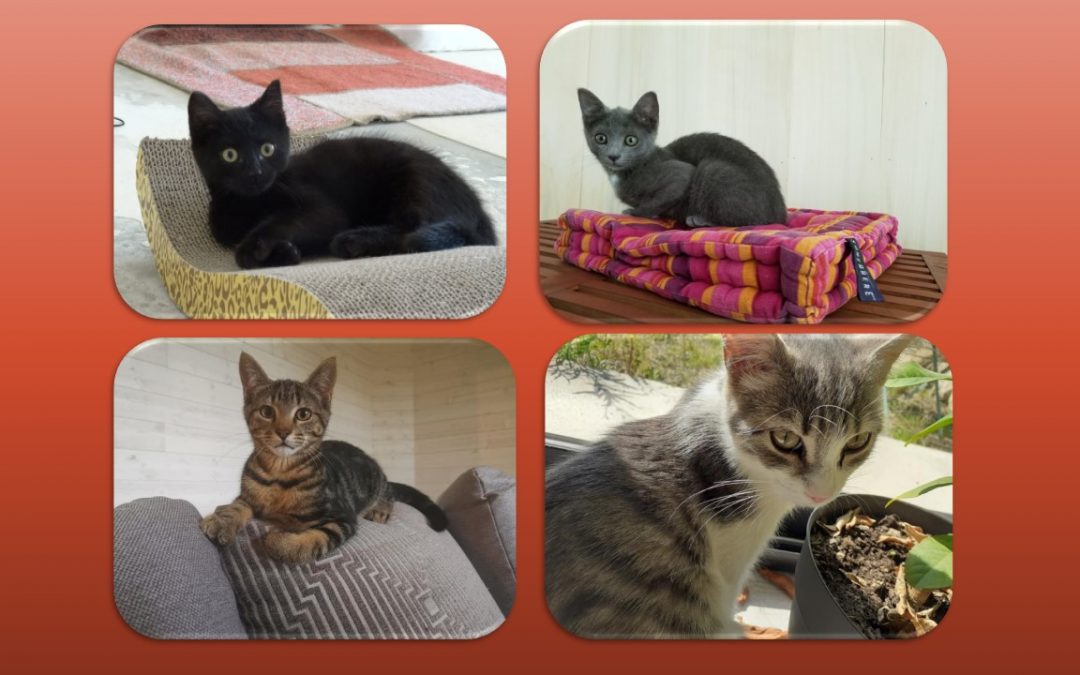 Quelle belle journée en ce samedi avec 4 adoptions