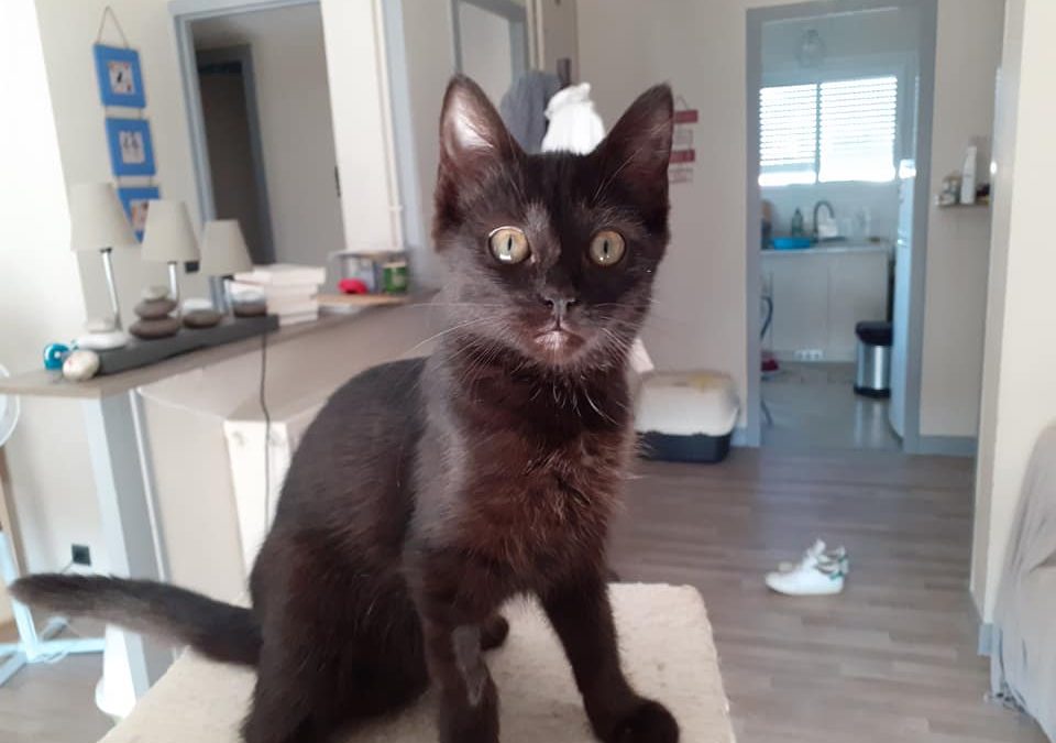 Aujourd&rsquo;hui c&rsquo;est une petite panthère noire qui a rejoint sa famille pour la vie