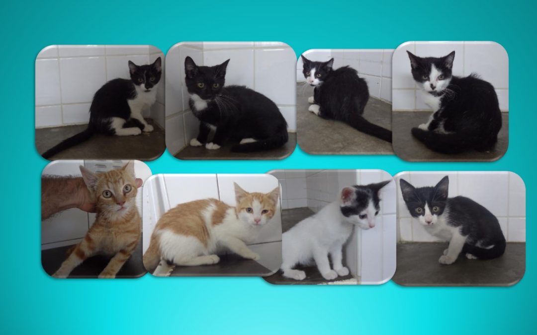 Cette fois-ci se sont 8 chatons qui ont rejoint l&rsquo;association