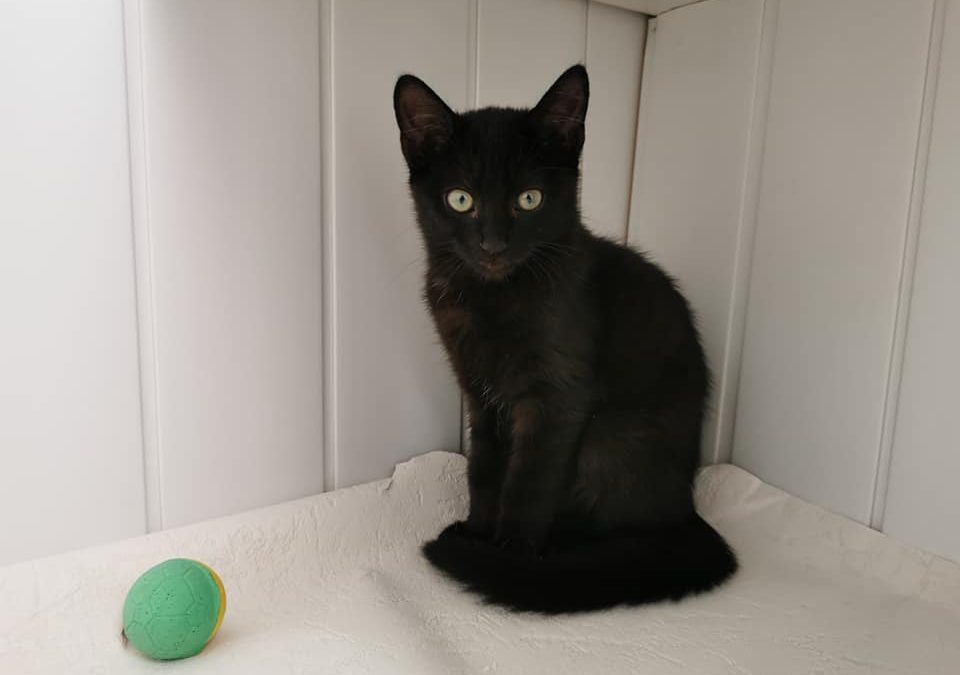 Et voilà une de nos chatonnes a rejoint sa nouvelle famille pour la vie