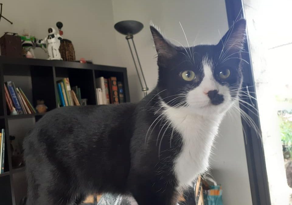 Une autre boule de poils a rejoint sa famille pour la vie aujourd&rsquo;hui