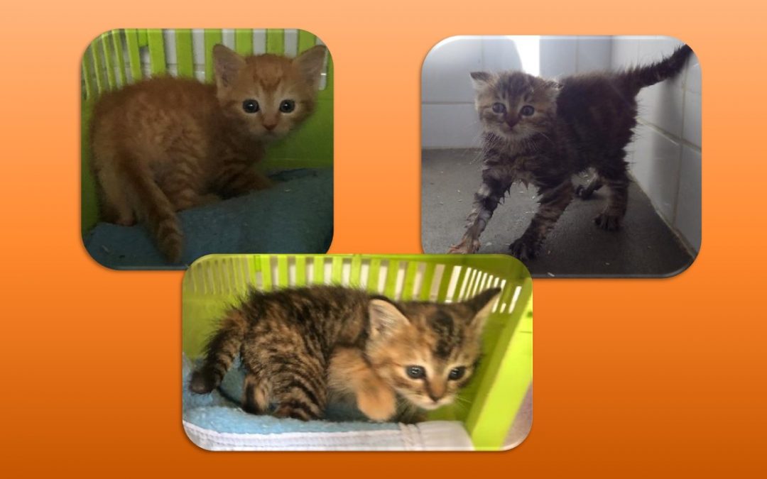 Les sorties en urgence continuent avec encore 3 bébés !