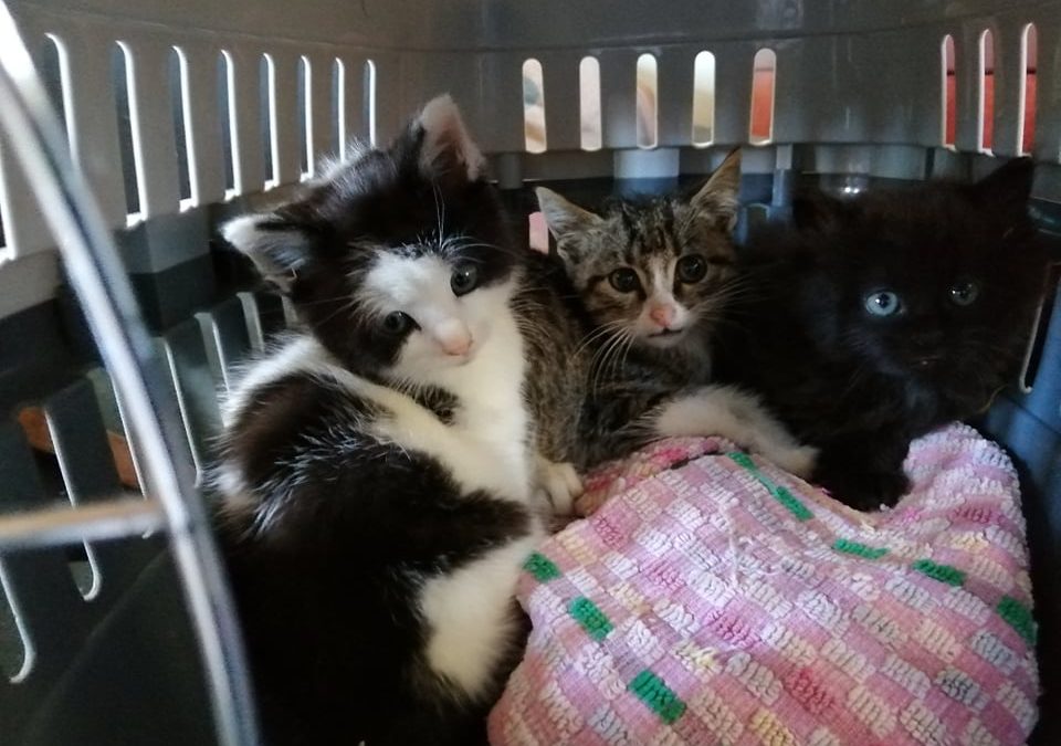 Encore 3 nouveaux bébés sortis de la fourrière en urgence.