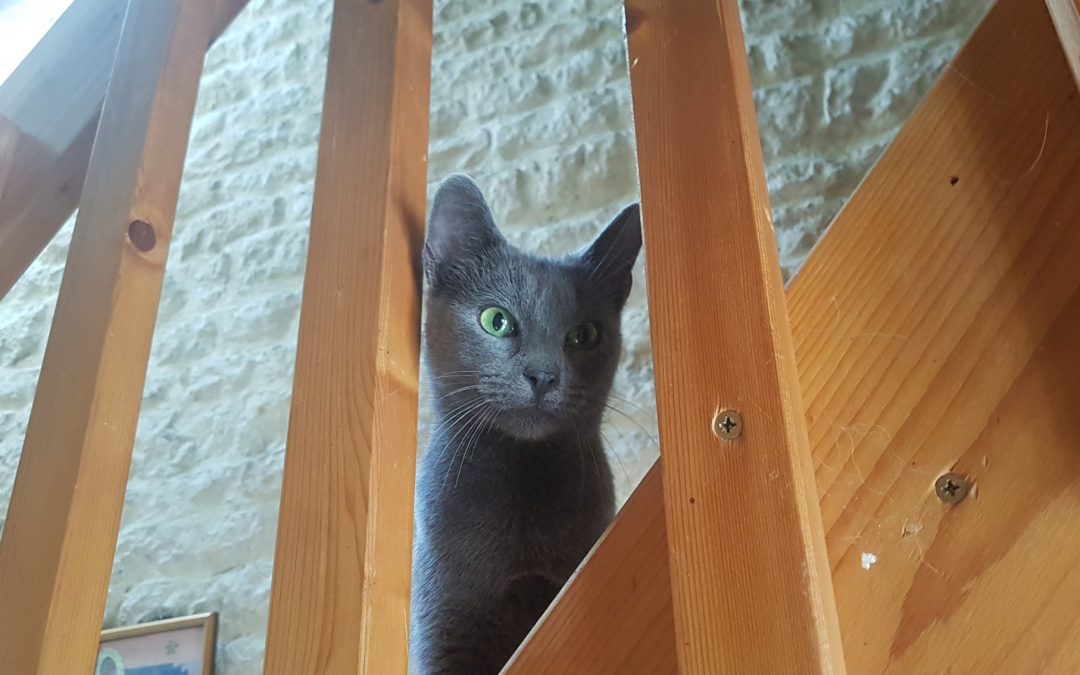 Une autre de nos minettes a rejoint sa famille pour la vie