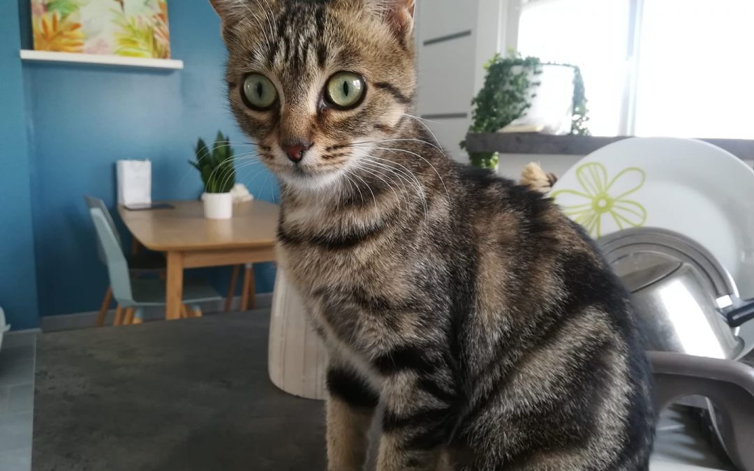 Une de nos jolies chatonnes a trouvé sa famille pour la vie