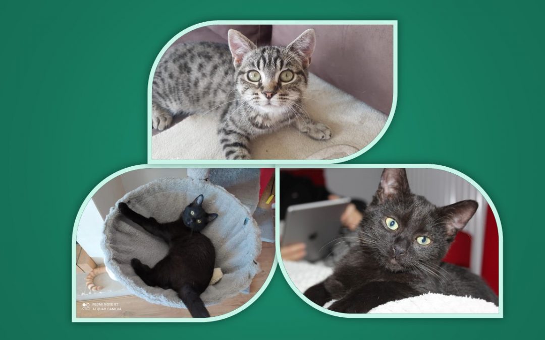 En ce dernier jour d&rsquo;octobre 3 de nos chatons ont été adoptés